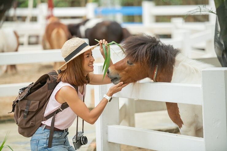 Top Vet Schools in The US